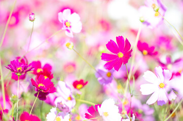 秋晴れに美しく咲く秋桜