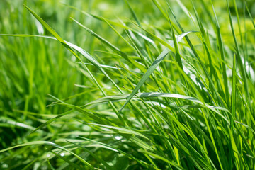 Close-up of grass on a meadow in the sunlight