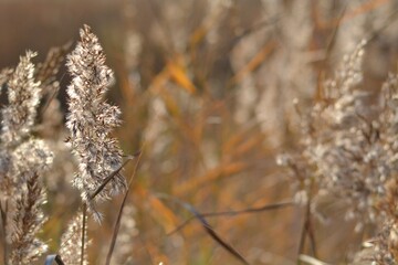 Golden grass in the Sun