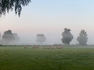 misty morning in the park