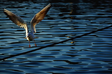 Jolie mouette en train de voler sur le Rhône, à Lyon, France