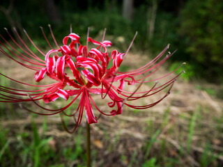 凛と美しく咲く赤い色の彼岸花