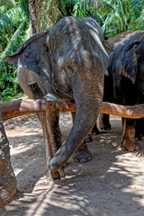 Fototapeta premium Elephants at Krabi Elephant House Sanctuary