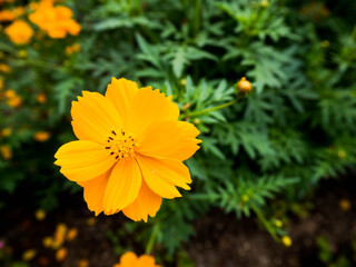 ミツバチに蜜を吸われているきれいなマーガレット