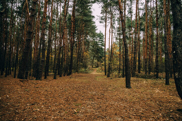  autumn forest landscape on gray november day
