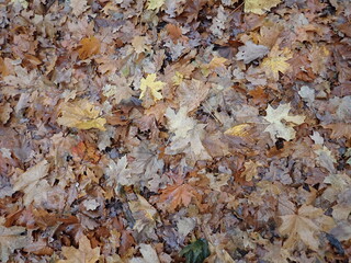 autumn fallen brown leaves on the ground