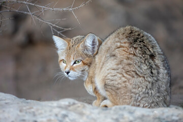 Chat du désert Felis margarita