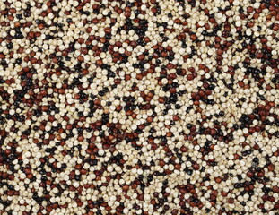 Tri-color quinoa seeds background and texture, backdrop