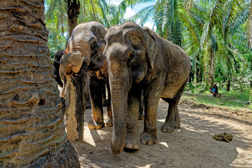 Fototapeta na wymiar Elephants at Krabi Elephant House Sanctuary