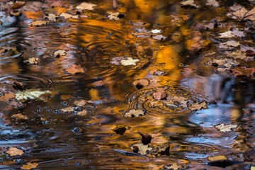Herbstblätter auf dem See