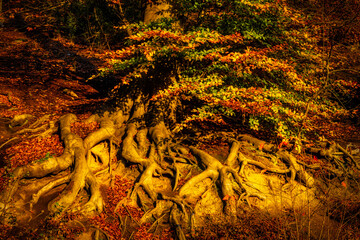 Wurzeln und buntes Laub im Herbst