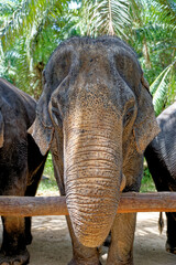 Naklejka premium Elephants at Krabi Elephant House Sanctuary