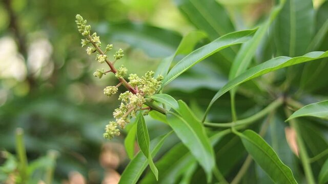 Close up of mango tree leaves with blooming little flowers