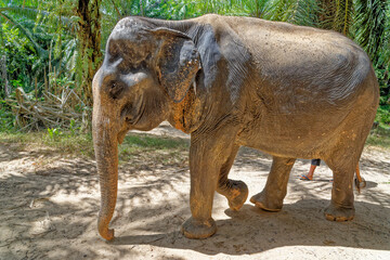 Elephants at Krabi Elephant House Sanctuary