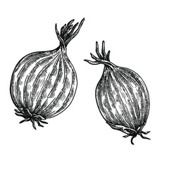 Hand drawn black and white crosshatch vector illustration of two onions. No background.