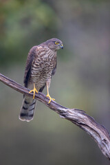 Epervier d'Europe Accipiter nisus