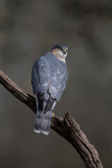 Epervier d'Europe Accipiter nisus