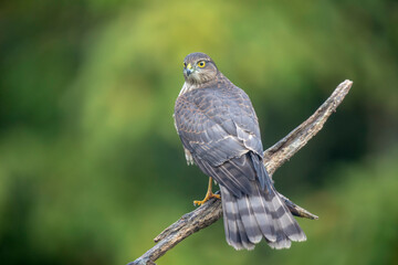 Epervier d'Europe Accipiter nisus