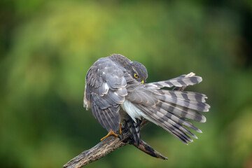 Epervier d'Europe Accipiter nisus