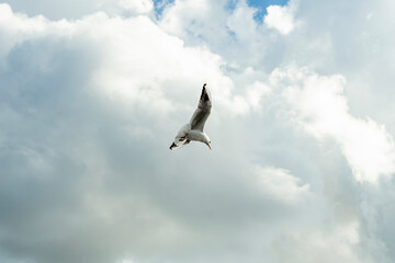 seagulls flying in the air