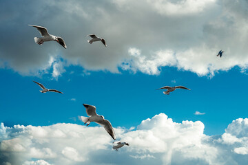 seagulls flying in the air