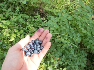picking blueberries in the wood