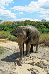 Fototapeta premium Bath with Elephants at Krabi Elephant House Sanctuary