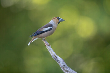 Gros-bec casse-noyaux Coccothraustes coccothraustes