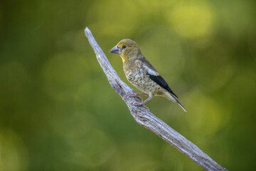 Gros-bec casse-noyaux Coccothraustes coccothraustes