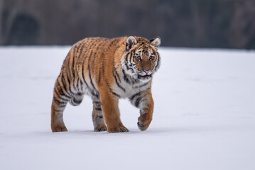 Siberian Tiger running in snow. Beautiful, dynamic and powerful photo of this majestic animal. Set in environment typical for this amazing animal. Birches and meadows
