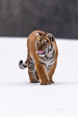 Obraz premium Siberian Tiger running in snow. Beautiful, dynamic and powerful photo of this majestic animal. Set in environment typical for this amazing animal. Birches and meadows
