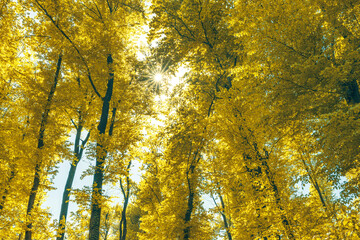 Fototapeta premium Green and healthy forest an important part of our ecosystem.