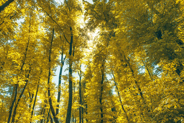 Fototapeta premium Green and healthy forest an important part of our ecosystem.