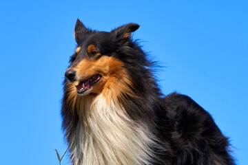 Amerikanischer Langhaarcollie