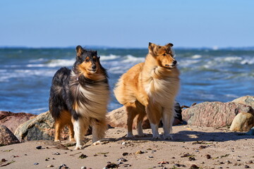 Hunde am Strand bei Wind