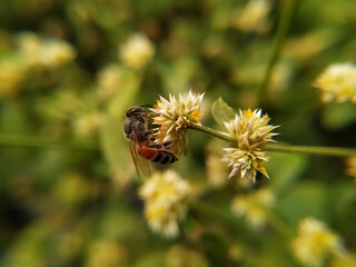 Bee on white flower collecting pollen. Macro. Blurred background