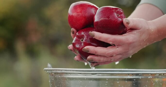 A farmer holds red apples over a bucket of water. Fresh fruit from your garden