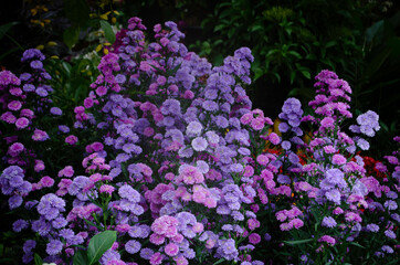 Obraz premium Blue, Purple Flowers