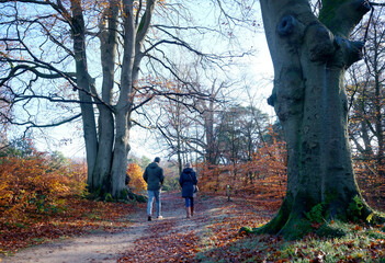 Fototapeta premium couple walks in autumn forest near utrecht in holland
