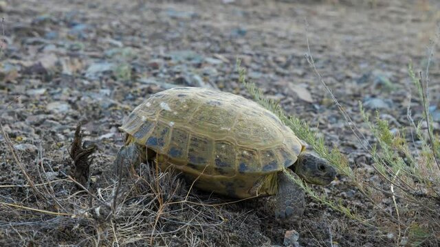 The turtle is crawling in the desert. An animal of the land turtles family, a detachment of reptiles.