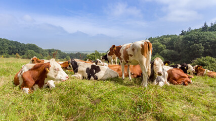 Fototapeta na wymiar colored cows relaxing in the pasture