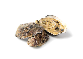 Fresh Closed Oyster Isolated on White Background.