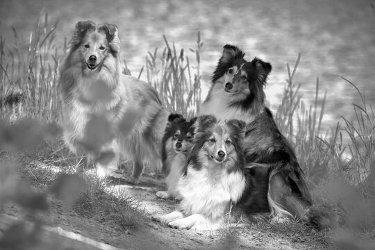 Shelties in Schwarz-Wei&szlig;