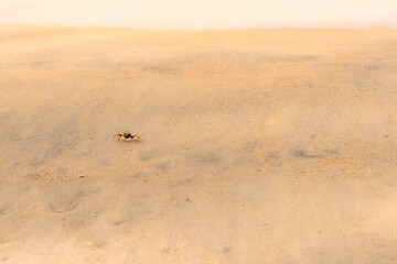 Ocypode crab at the beach in Phuket Thailand.