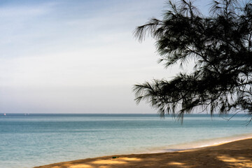 Pine tree against ocean scape.