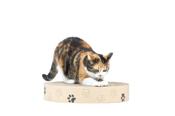 Adul three coloured tabby cat lying on the paper cat scratcher with paws from recyclable cardboard...