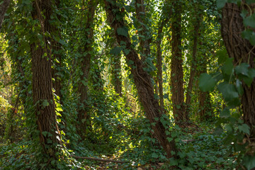 Trees covered by green leaves.