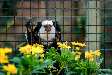 A marmoset monkey in the zoo in Portugal.