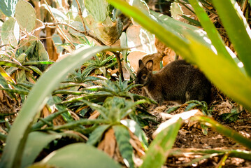 A kangaroo hiding behind the plants in the zoo in Portugal