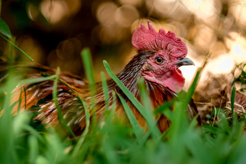 A chicken lying on the grass at the Portugal Zoo.
